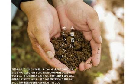 【2026年先行予約】岡山県産 【訳あり】 ピオーネ1.0kg以上（2房）産地直送 朝採れ / ぶどう 葡萄 先行予約 フルーツ 真庭市【kgftmt017-02】