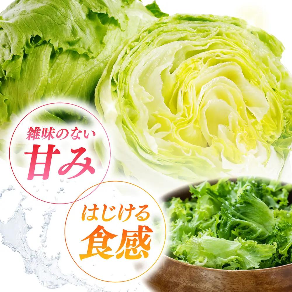 2026年 12月-発送 レタス約8kg [SGU005] レタス