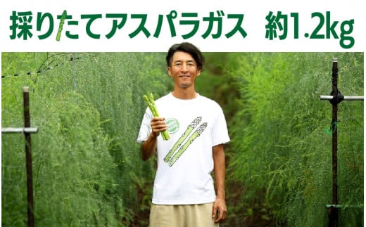 【8月中旬～発送予定】　夏！採りたてアスパラガス　約1.2kg アスパラ 大容量 野菜 季節の野菜 石井建一 岩手県 北上市 C0511
