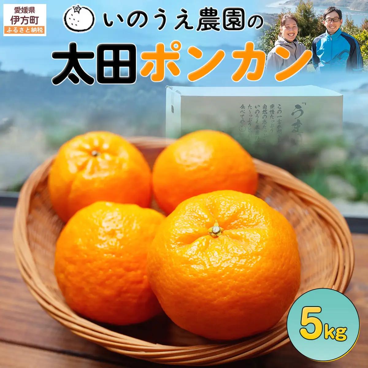 【先行予約】いのうえ農園の太田ポンカン 5kg ※離島への配送不可 （2027年1月上旬より順次発送）