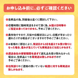 [1.1-340] 【2025年先行予約】野口農園 高糖度 とうもろこし「ドルチェドリーム」15本 | とうもろこし トウモロコシ 北海道とうもろこし 朝採れとうもろこし 産地直送とうもろこし