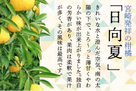 初春の旬「日向夏」種が少ない ２.５kg