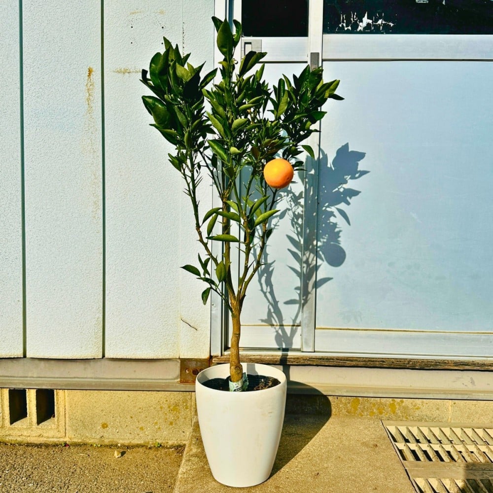 
            【2026年5月中旬から発送】みかんの苗木 せとか 7号 鉢カバー 果樹苗(ガーデニング用)
          