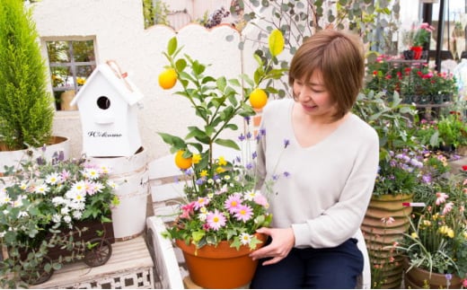 
レモンの木 お花 寄せ植え 5〜6種類 レモンと季節のお花 テラコッタ鉢 配送不可 北海道 沖縄 離島
