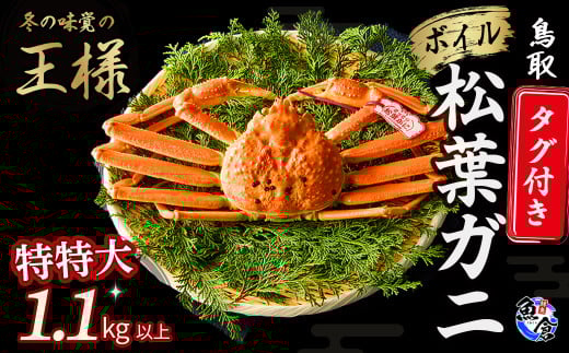 今だけ限定価格！【11月より値上げ】【先行予約】【魚倉】タグ付きボイル松葉ガニ（特特大1.1kg以上）冷蔵 カニ ボイル 松葉ガニ タグ付き 新鮮 カニ爪 ズワイガニ ずわいがに 期間限定 国産 限定価格 限定寄付額 値上対象 鳥取県 倉吉市