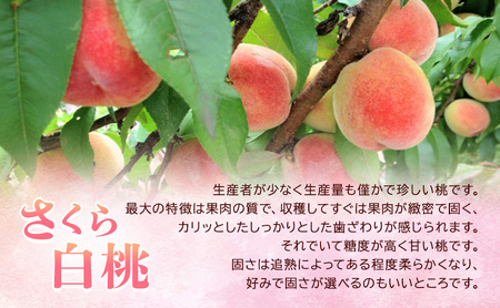 【レア品種 さくら白桃】家庭用 約1.5kg 5玉前後　ASIAGAP認証農場 津軽農園 採れたて農家直送