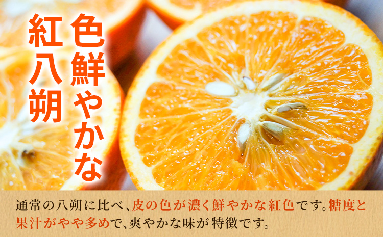 【先行予約】紀州和歌山産 木成紅八朔 8kg 株式会社魚鶴《2026年2月末-4月上旬頃出荷》和歌山県 日高町 紀州和歌山産 木成紅八朔 はっさく ハッサク 八朔 紅八朔 柑橘 果物 フルーツ