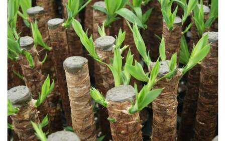 【10月上旬～4月下旬発送】ユッカ7号高陶器 白 鉢 インテリア 観葉植物 草花 樹木 ギフト