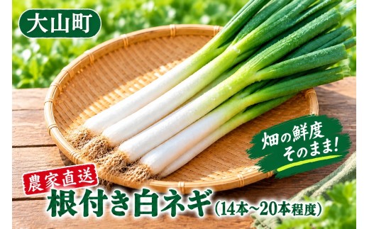 畑の鮮度そのまま!農家直送 根付き白ネギ3kg(14~20本程度) KN-23