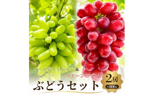 
                  ぶどうセット 2種 食べ比べ 先行予約 数量限定 クイーンセブン ゴールドフィンガー 2房 計800g 大粒 皮ごと 種なし 高糖度 夏ぶどう 希少品種 フルーツ 果物 葡萄 ブドウ 大阪府岸和田市産
                