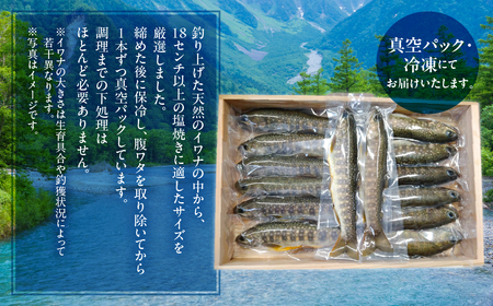 先行予約 6月以降順次発送 白川村産 天然岩魚 イワナ 5尾 18cm以上 岩魚 天然 いわな イワナ 魚 川魚 BBQ バーベキュー アウトドア 岐阜県 白川郷 世界遺産 塩焼き 10000円 [S