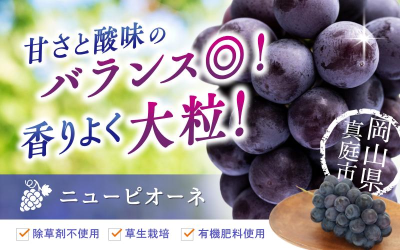 甘さと酸味のバランス◎！香りよく大粒！岡山県真庭市産ニューピオーネ！