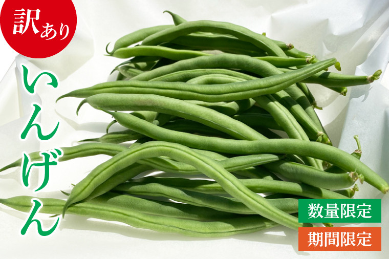 
                  いんげん 訳あり 約2kg 【5月下旬頃～7月末頃発送】 豆 いんげん豆 数量限定 期間限定 サラダ 野菜 胡麻和え 食物繊維 訳あり野菜 ベジタブル ほしいものおにざわ 茨城県 鹿嶋市
                