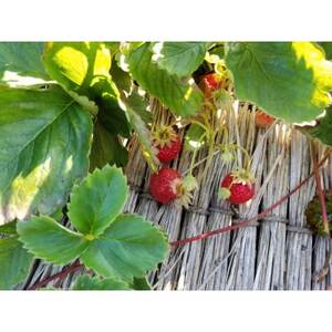 ジャムセット【1464564】