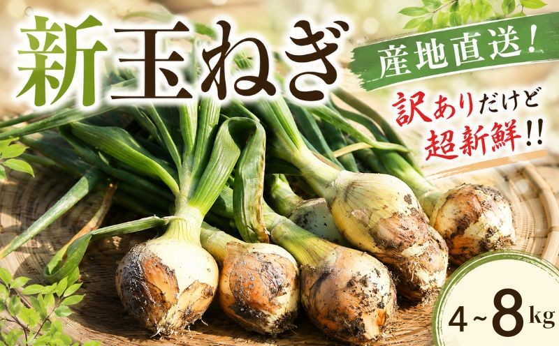 
                  【訳あり】先行予約 土付き 新たまねぎ 4kg~8kg 国産 新玉ねぎ 玉ねぎ 旬 野菜 家庭用 サラダ 炒め物 スープ カレー 常温配送 みずみずしい 甘み やわらかい 産直 産地直送 不揃い サイズ混合 保存便利 加熱調理 生食対応 春野菜 ご当地 野菜セット ふるさと納税 愛媛県 新居浜市 むぎとのやさい
                