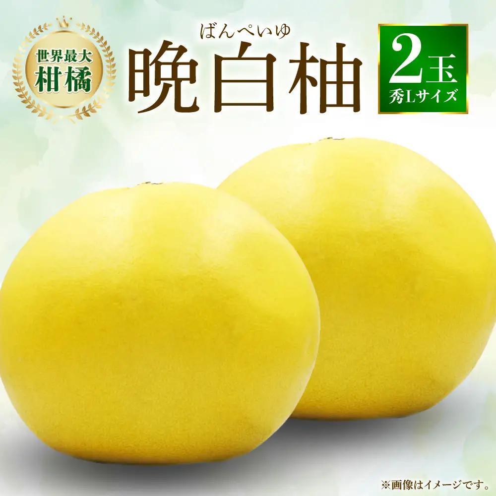 【先行予約】八代特産 晩白柚　秀Lサイズ 2玉 ばんぺいゆ 柑橘 【2026年12月上旬より順次発送】