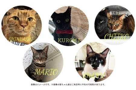 猫ルーム1時間利用チケット3枚 ／ hinacafe 猫カフェ 保護猫 遊び 触れ合い 写真撮影 まったり 癒し 山口県 No.203
