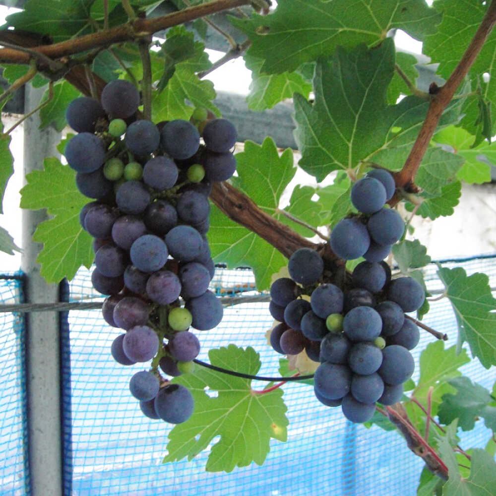 【ふるさと納税】ワイン用 ブドウ苗(カベルネソービニヨン用) 6号鉢入り 2〜3年生 大苗 樹高60cm前後 / 木 果樹 熊本県 ぶどう ぶどう苗木 葡萄 ぶどうの木 庭木 植木 菊池郡 菊陽町 ガーデン シンボルツリー【Herb＆Rose】[BHCQ004]