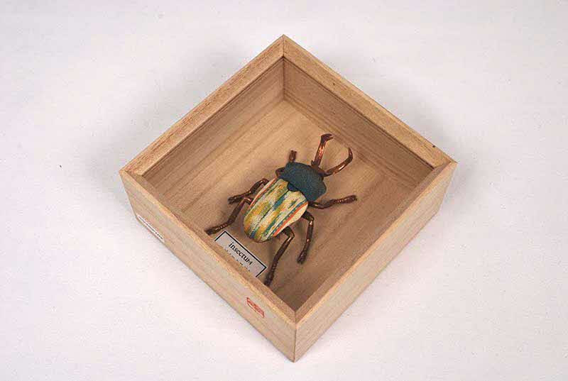 insectum(インセクタム）ニジイロクワガタ（専用桐箱入り）