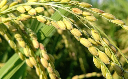 純米吟醸 長良泉 無濾過生原酒（720〜 1本） 日本酒 生酒 プレゼント 岐阜市 / 樽綱本店[ANFA003]