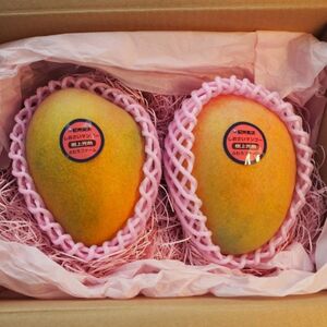 和歌山県産 樹上完熟しおさいマンゴー(2玉入り)(日高町)【1632646】