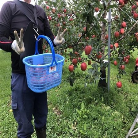 青森県産　シナノレッド　贈答用　約3kg　夏の暑さに合う、果汁溢れる爽やかな酸味のりんご【配送不可地域：離島】【1648605】