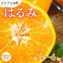 【ふるさと納税】 はるみ 約3kg 約4kg / サイズおまかせ ※2025年1月下旬～2025年3月中旬頃に順次発送予定(お届け日指定不可) 紀伊国屋文左衛門本舗