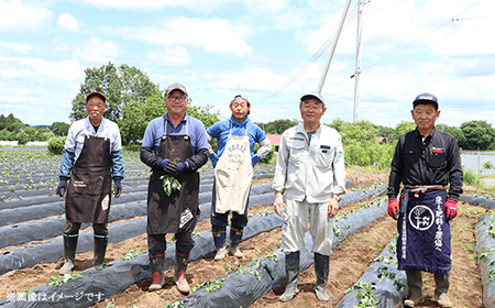 491 さつまいも掘り 体験チケット （４名まで利用可能）