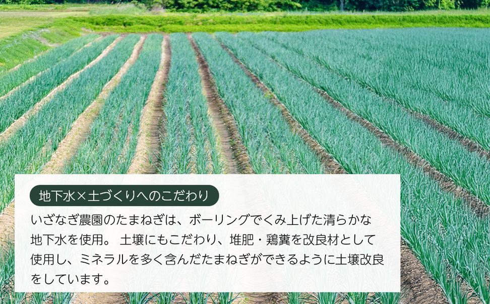 【新たまねぎ】いざなぎ農園の淡路島たまねぎ 5kg【発送時
