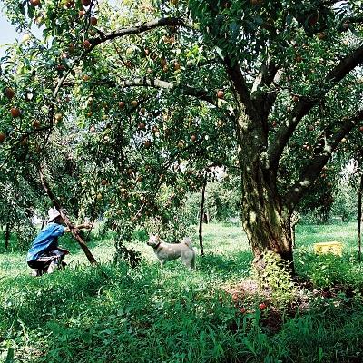 ふるさと納税 上山市 プラム(月光)1.2kg　ご家庭用　0075-2603 |  | 02