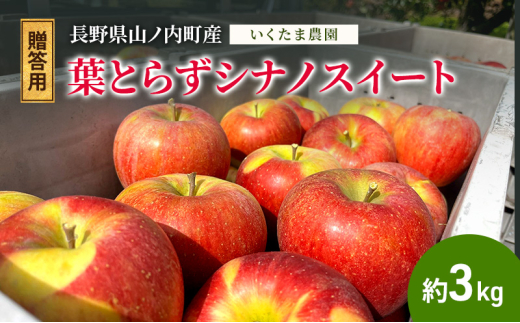 【2026年10月発送】贈答用 葉とらずシナノスイート 約3kg リンゴ りんご フルーツ 果物 お取り寄せ 長野県 山ノ内町