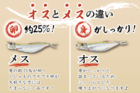ししゃも雄雌食べ比べ ４ｋｇ セット 訳アリ シシャモ ししゃも カラフトししゃも 大洗 規格外 訳あり わけあり 傷_AV012