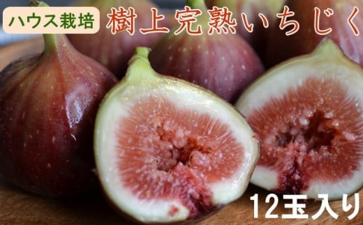 
                  【ハウス栽培】和歌山県産樹上完熟いちじく12玉入り ※2026年8月上旬～2026年10月上旬頃発送予定 / イチジク 無花果 いちじく 果物 くだもの 和歌山 【tecj1013】
                