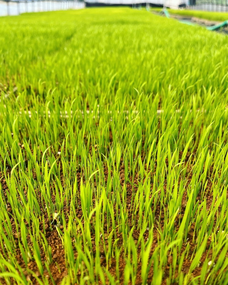 【定期便 6回】【令和7年度産 新米予約】 米 天のつぶ 12kg(2kg×6回) 白米 精米 ※2025年11月下旬頃より順次発送予定 ※沖縄・離島への配送不可