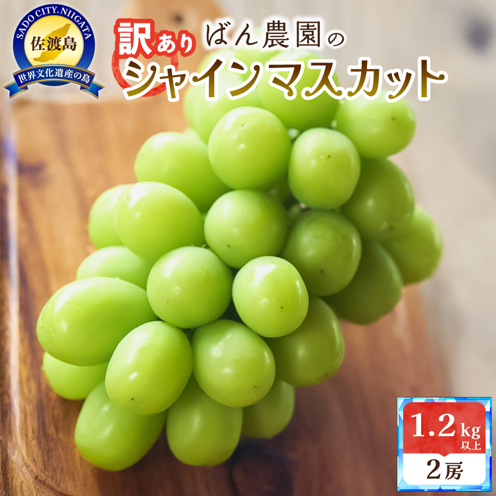 【2026年9月発送】訳ありシャインマスカット2房　1.2kg　佐渡島産