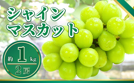 【2026年先行予約】シャインマスカット 約1kg|シャインマスカット ぶどう