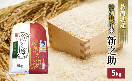 【カガヤキ農園】特別栽培米　新之助5kg お米 白米 精米 ブランド米 銘柄米 ご飯 おにぎり お弁当 和食 新ブランド 大粒 輝き ツヤ 香り豊か 甘み もちもち 