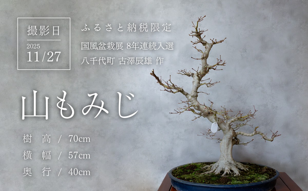 秋の葉狩りと剪定後の盆栽を撮影
（撮影日）2025年11月27日