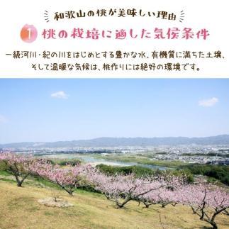 フルーツ王国 和歌山 の 桃 約4kg（fr-07）_ 先行予約 2025年6月中旬から7月下旬発送【MS108】