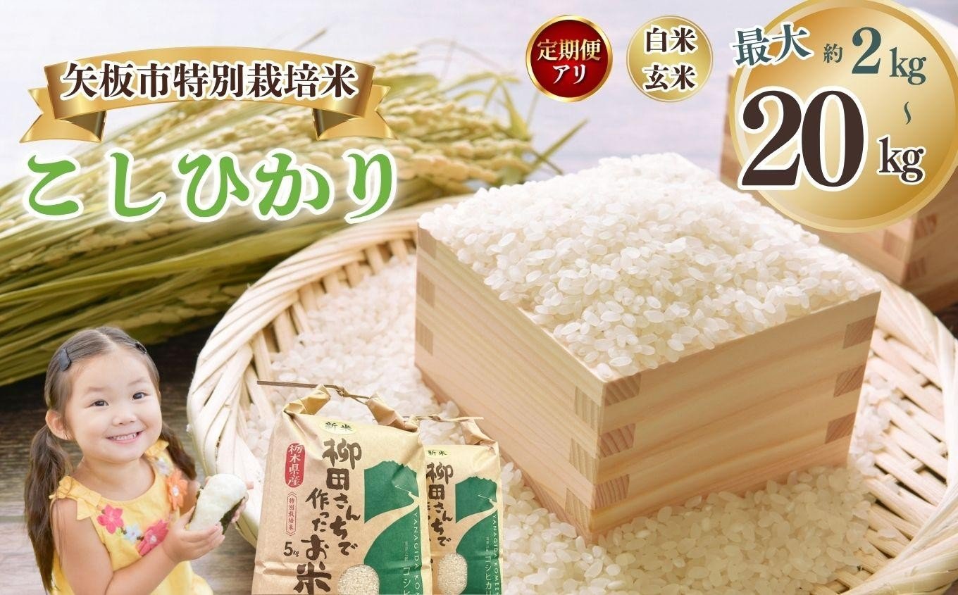 
            [選べる定期便、グラム数]矢板市特別栽培米 こしひかり 玄米 白米 2kg 5kg 10kg 20kg | お米 米 こめ 白米 玄米 にじのきらめき コシヒカリ こしひかり 美味しい お弁当 選べる エコ スマート 環境 手間暇 土づくり  ふるさと 納税 栃木県 矢板市
          