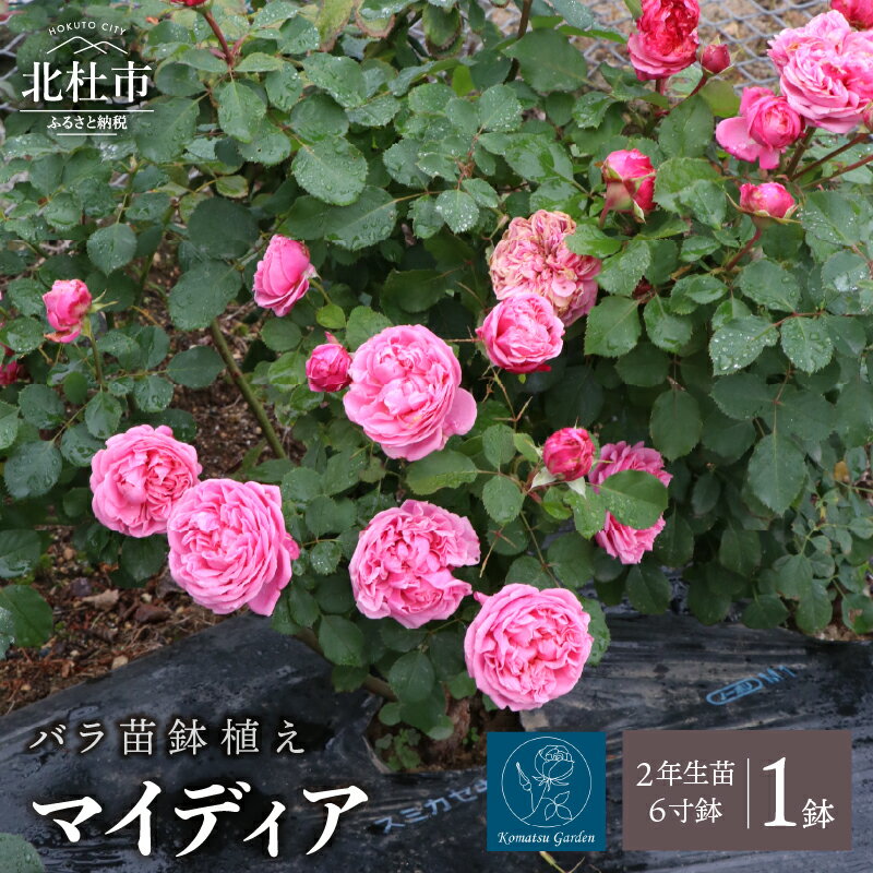 【ふるさと納税】 バラ 苗 1鉢 鉢植え 花 マイディア 四季咲き 6寸鉢 2年生苗 ガーデニング 初心者 母の日 父の日 送料無料