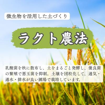 ふるさと納税 小浜市 令和8年産 こしひかり玄米20kg(ラクト農法) |  | 01