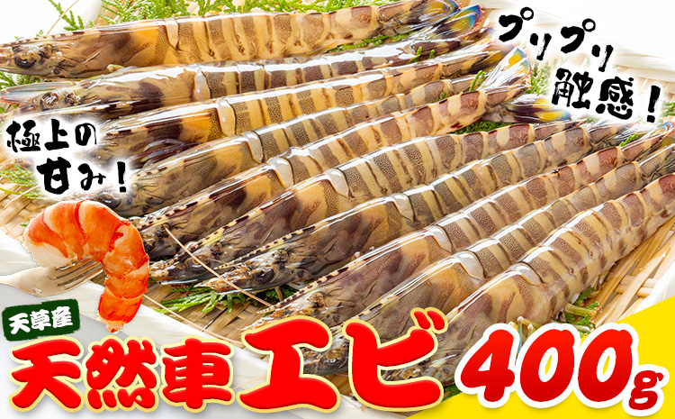 天草産 天然車海老 約400g 海鮮 海産物 海の幸 シーフード 海老 エビ えび クルマエビ 車海老 車エビ 車えび 熊本県 苓北町 天草 天草漁業協同組合苓北支所
