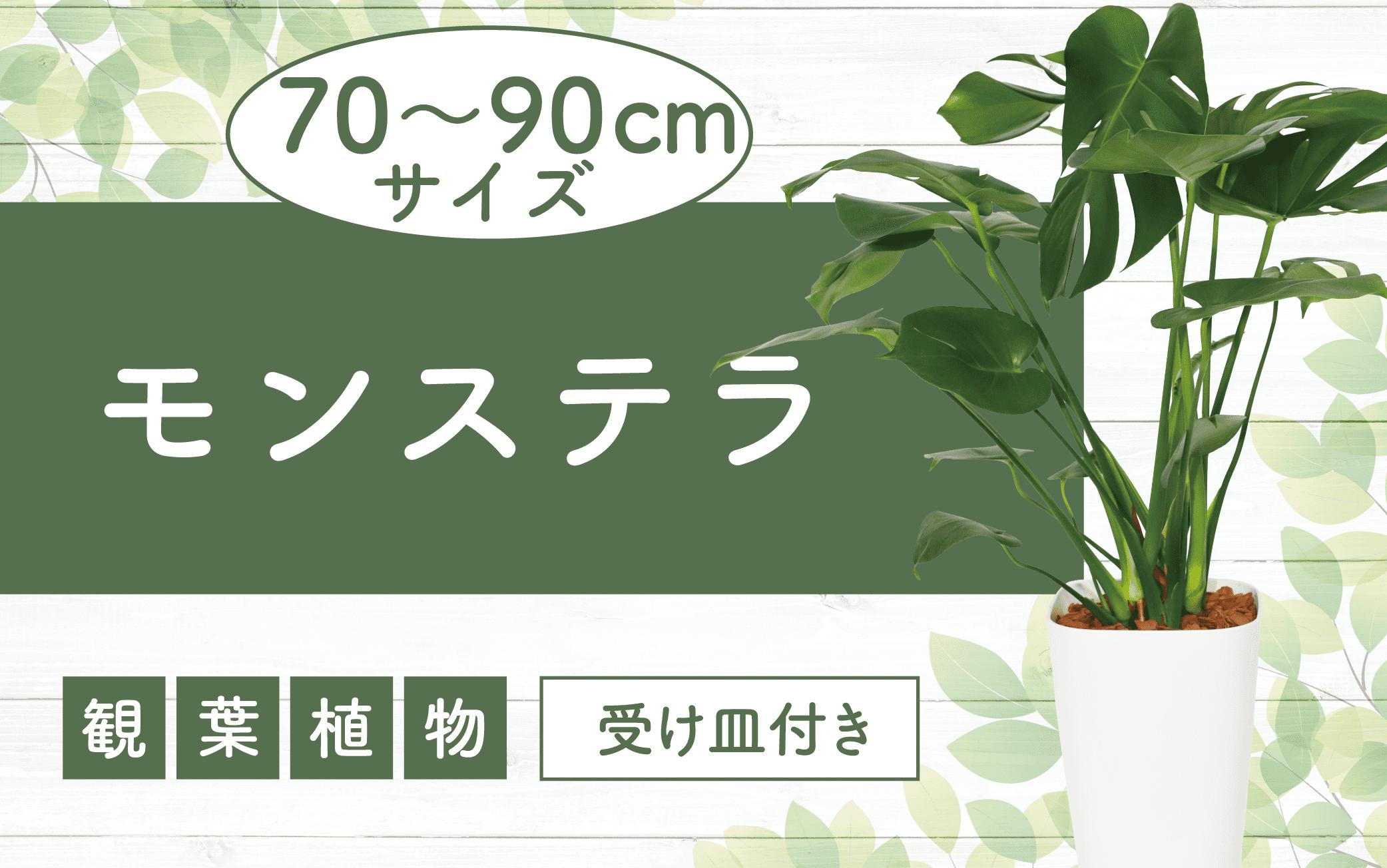 
            【観葉植物】モンステラ70cm～90cm(緑の中道/025-1486) 南国鹿児島県で育った 観葉植物！植物 鉢付 インテリア 室内 オフィス おしゃれ プレゼント ギフト 開店祝い 移転祝い マイナスイオン【配送不可地域：北海道・沖縄県・離島】
          