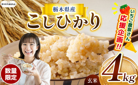 【令和8年度】先行予約 栃木県産コシヒカリ 4kg | 【栃木県共通返礼品】数量限定こしひかり  玄米 米 ごはん 玄米真空パック ふるさと納税 那珂川町 栃木県