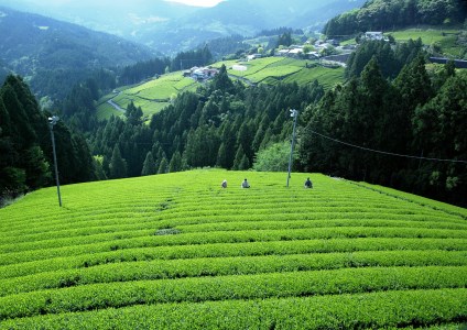 11-4 川根茶味わいセット