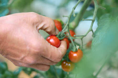 フルーツミニトマト『くれまるこ』2.4kg