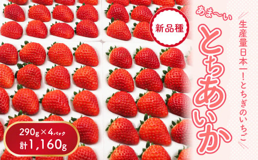 【先行予約】【数量限定】とちあいか 290g×4パック｜いちご イチゴ 苺 先行予約 栃木県 果物 くだもの フルーツ とちあいか 新鮮 贈答 ギフト 食べ比べ 真空パック ※2026年11月～発送