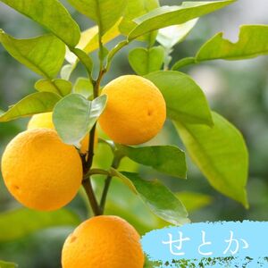 果樹 せとか 苗木 果樹苗 柑橘類 蜜柑 ミカン みかんの木 家庭菜園 植物 果物 くだもの 静岡県 藤枝市