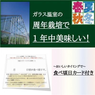 【毎月定期便】クラウンメロン(白等級)特大玉1.5　1玉全12回【配送不可地域：離島・北海道・沖縄県】